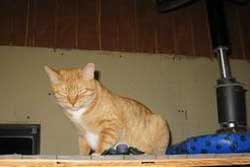 Pet day care in Taos, New Mexico:Black Mesa Kennels