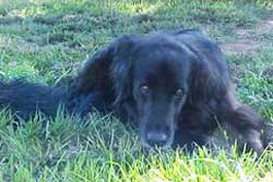 Pet day care in Taos, New Mexico: Pet pals Baording Kennel