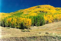 Pet friendly dog park in Taos, New Mexico: Yerba Canyon and Manzanita Canyo Trail